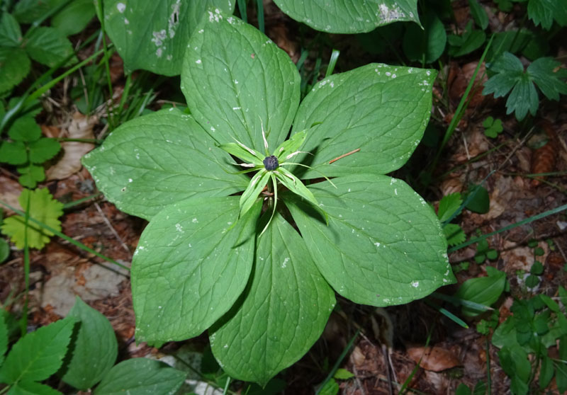 4,5,6 foglie....sempre uva di volpe ? s: Paris quadrifolia